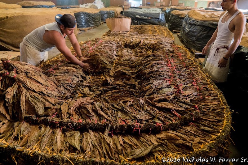 How Maduro Cigars are Made: Cigar Pilons